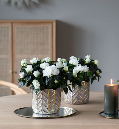 Hvit azalea Hvit azalea